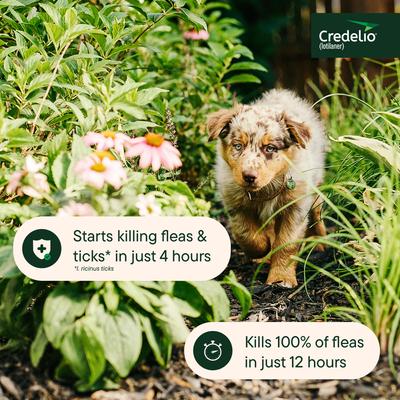 Show full view: Credelio Chewable Tablet for Dogs, 6.1-12 lbs, (Pink Box), 3 Chewable Tablets (3-mos. supply) slide 6 of 10