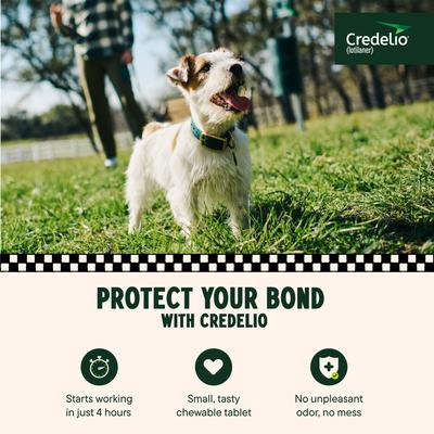 Show full view: Credelio Chewable Tablet for Dogs, 6.1-12 lbs, (Pink Box), 3 Chewable Tablets (3-mos. supply) slide 3 of 10