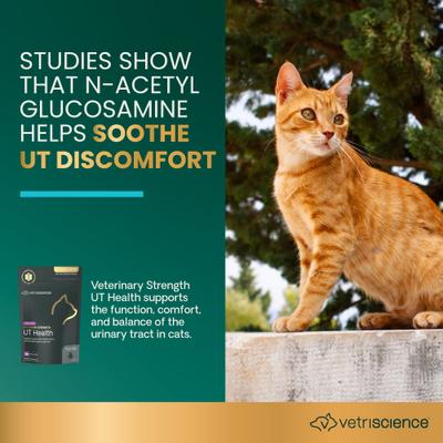 Show full view: VetriScience Veterinary Strength UT Health UT Strength Pro Chicken Flavored Soft Chew Urinary Supplement for Cats, 90 count slide 4 of 11