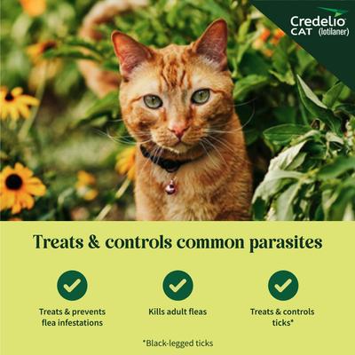 Credelio Chewable Tablets for Cats, 4.1-17 lbs, (Teal Box)