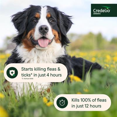 Show full view: Credelio Chewable Tablet for Dogs, 50.1-100 lbs, (Blue Box), 3 Chewable Tablets (3-mos. supply) slide 6 of 10