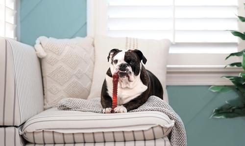 Show full view: Nylabone Flavor Frenzy Power Chew Dog Toy Beef Jerky, X-Large slide 3 of 12