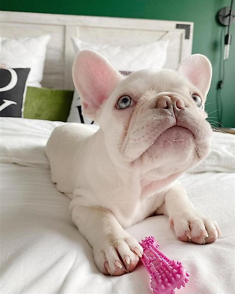 Show full view: Nylabone Puppy Teething & Soothing Flexible Chicken Flavor Chew Dog Toy Pink, X-Small slide 9 of 13