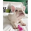 Show in main carousel: Nylabone Puppy Teething & Soothing Flexible Chicken Flavor Chew Dog Toy Pink, X-Small slide 9 of 13