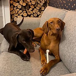 Nylabone Power Chew Durable Dog Chew Toy, Bacon & Chicken Dog Treats, Large, 2 count slide 2 of 8