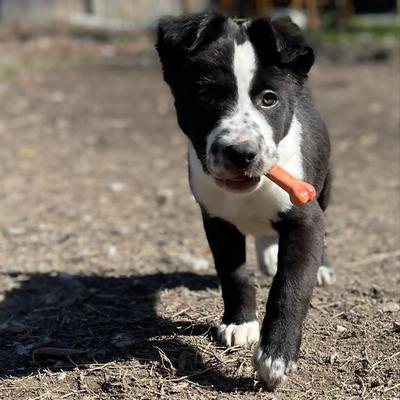 Show full view: Nylabone Power Chew Durable Dog Toy Bacon, Medium  slide 2 of 12