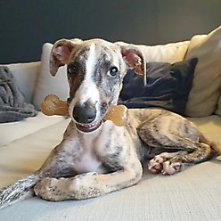 Nylabone Just for Puppies Teething Chew Toy Classic Bone Chicken, Medium slide 2 of 8