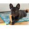 Show in main carousel: Nylabone Power Chew Original Flavored Dog Chew Toy, Medium slide 8 of 11