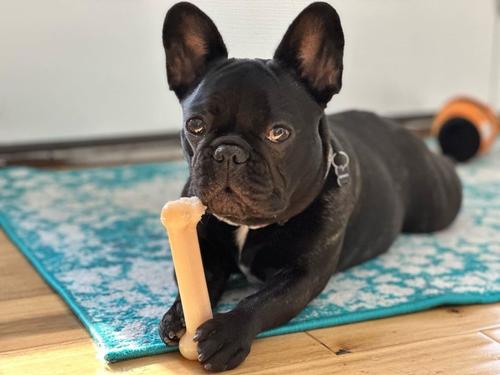 Show full view: Nylabone Power Chew Original Flavored Dog Chew Toy, Medium slide 8 of 11