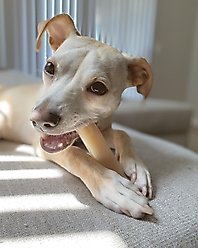 Nylabone Power Chew Original Flavored Dog Chew Toy, Medium slide 2 of 8