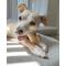 Show in main carousel: Nylabone Power Chew Original Flavored Dog Chew Toy, Medium slide 2 of 11