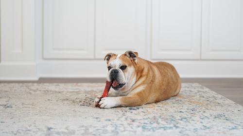 Show full view: Nylabone Flavor Frenzy Power Chew Dog Toy Beef Jerky, X-Large slide 9 of 12