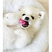 Show in main carousel: Nylabone Puppy Teething & Soothing Flexible Chicken Flavor Chew Dog Toy Pink, X-Small slide 3 of 13