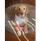 Show in main carousel: Nylabone Breast Cancer Awareness Dog Power Chew Toy Chicken, X-Large slide 5 of 11