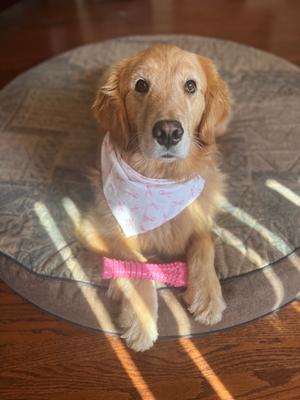 Show full view: Nylabone Breast Cancer Awareness Dog Power Chew Toy Chicken, X-Large slide 5 of 11