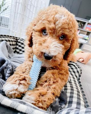 Show full view: Nylabone Puppy Teething & Soothing Flexible Chicken Flavor Chew Dog Toy Blue, X-Small slide 2 of 12