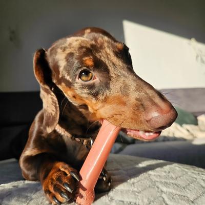 Show full view: Nylabone Power Chew Durable Dog Toy Bacon, Medium  slide 5 of 12