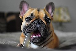 Nylabone Moderate Chew FlexiChew Dental Chew Toy, Textured Bone, Chicken, Small  slide 2 of 8