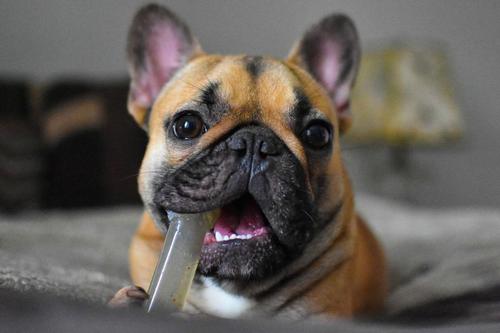 Show full view: Nylabone Moderate Chew FlexiChew Dental Chew Toy, Textured Bone, Chicken, Small  slide 2 of 12