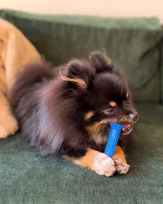 Show full view: Nylabone Moderate Chew FlexiChew Dental Chew Toy, Textured Bone, Chicken, X-Small slide 5 of 12