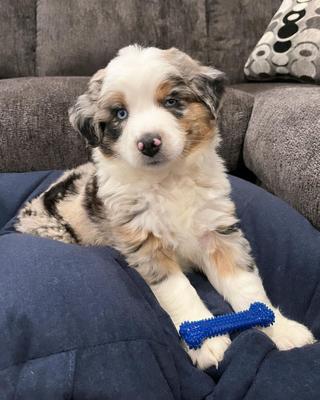 Show full view: Nylabone Moderate Chew FlexiChew Dental Chew Toy, Textured Bone, Chicken, X-Small slide 2 of 12