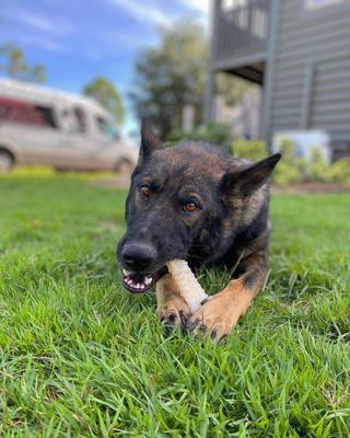 Show full view: Nylabone Power Chew Original Flavored Dog Chew Toy, X-Large slide 2 of 12