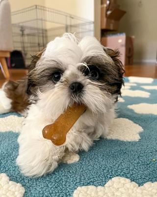 Show full view: Nylabone Just for Puppies Teething Chew Toy Classic Bone Chicken, Medium slide 5 of 12