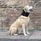 Show in main carousel: Balto Neck Eco Dog E-Collar Alternative, Small slide 9 of 10