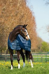Horseware Ireland Horseware 100g Horse Liner, Navy, 66 inches