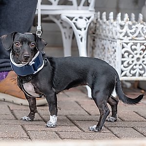 Balto Rigid Dog Neck Brace, Small