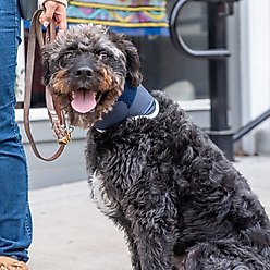 Balto Rigid Dog Neck Brace, Medium slide 2 of 8