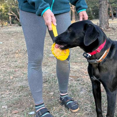Show full view: SodaPup Beehive Lick Stick Dog Toy, Yellow slide 6 of 6