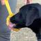 Show in main carousel: SodaPup Beehive Lick Stick Dog Toy, Yellow slide 2 of 6