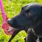 Show in main carousel: SodaPup Ice Cream Cone Lick Stick Dog Toy, Pink slide 3 of 7