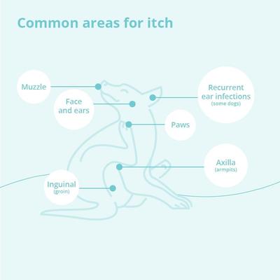 Show full view: DermaBenSs Shampoo for Dogs, Cats & Horses, 12-fl oz bottle slide 6 of 9