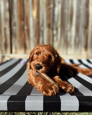 Show full view: Nylabone Just for Puppies Teething Chew Toy Classic Bone Chicken, Small slide 2 of 12