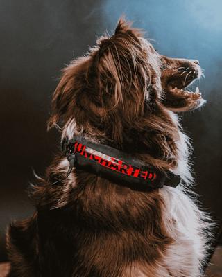 Show full view: Uncharted Supply Co Wolf Pack First Aid Dog Collar, Black, Medium/Large: 16.5 to 20.5-in neck, 1.5-in wide slide 8 of 9