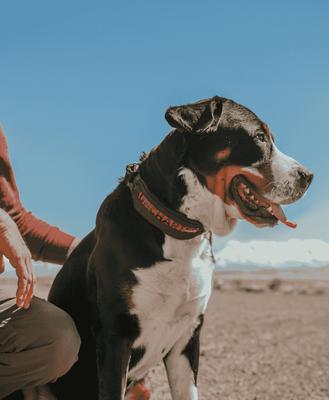 Show full view: Uncharted Supply Co Wolf Pack First Aid Dog Collar, Black, Large/X-Large: 20.5 to 23.5-in neck, 1.5-in wide slide 9 of 10