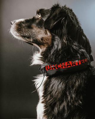 Show full view: Uncharted Supply Co Wolf Pack First Aid Dog Collar, Black, Large/X-Large: 20.5 to 23.5-in neck, 1.5-in wide slide 8 of 10