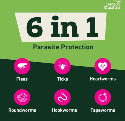 Show full view: Credelio Quattro Chewable Tablets for Dogs, 12.1-25 lbs, 6 Chewables (6-mos. supply) slide 5 of 7