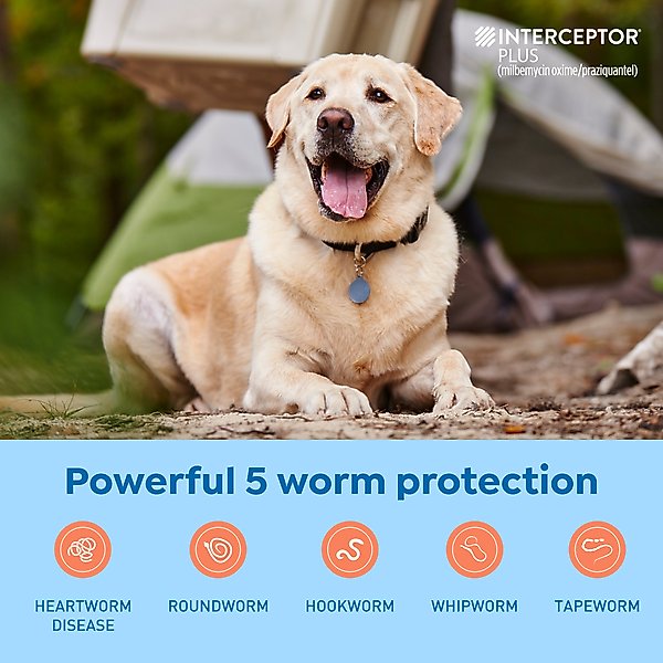Show full view: Interceptor Plus Chew for Dogs, 50.1-100 lbs, (Blue Box), 6 Chews (6-mos. supply) slide 4 of 11