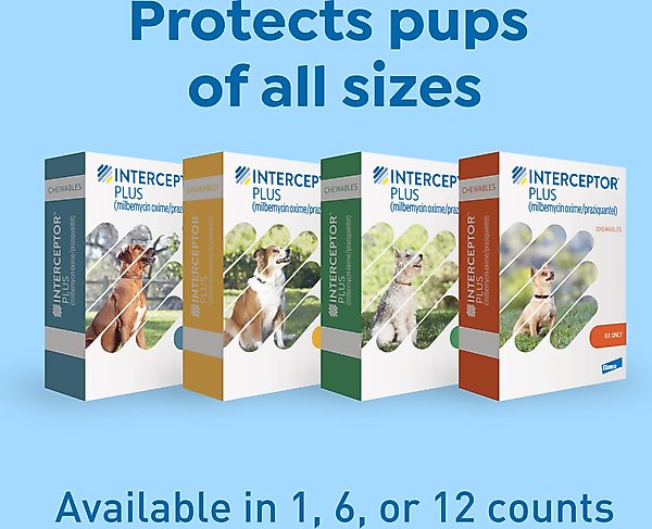 Show full view: Interceptor Plus Chew for Dogs, 50.1-100 lbs, (Blue Box), 6 Chews (6-mos. supply) slide 9 of 11