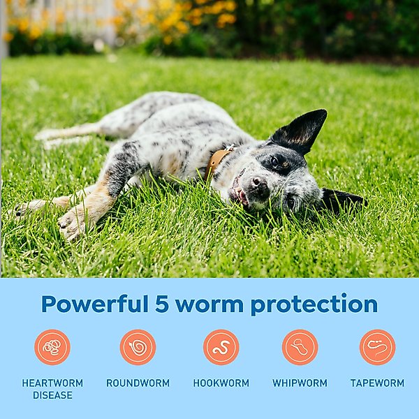 Show full view: Interceptor Plus Chew for Dogs, 25.1-50 lbs, (Yellow Box), 1 Chew (1-mo. supply) slide 4 of 11
