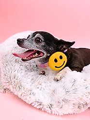 Mimi Green Smiley Face Dog Collar Accessory, Yellow, Medium