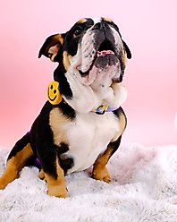 Mimi Green Smiley Face Dog Collar Accessory, Yellow, Small slide 2 of 6
