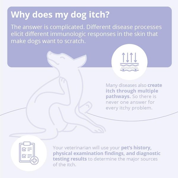 TrizCHLOR 4 Shampoo Dogs, Cats & Horses