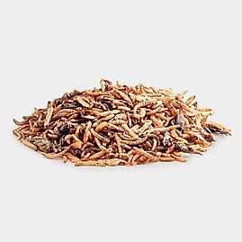 Freeze Dried Insects