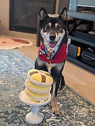 Nocciola Treat Trio Snuffle Sueaky Crinkle Plush Dog Toys, 3 count slide 2 of 9