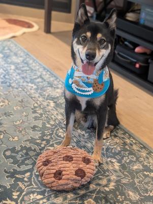 Show full view: Nocciola Treat Trio Snuffle Sueaky Crinkle Plush Dog Toys, 3 count slide 8 of 9