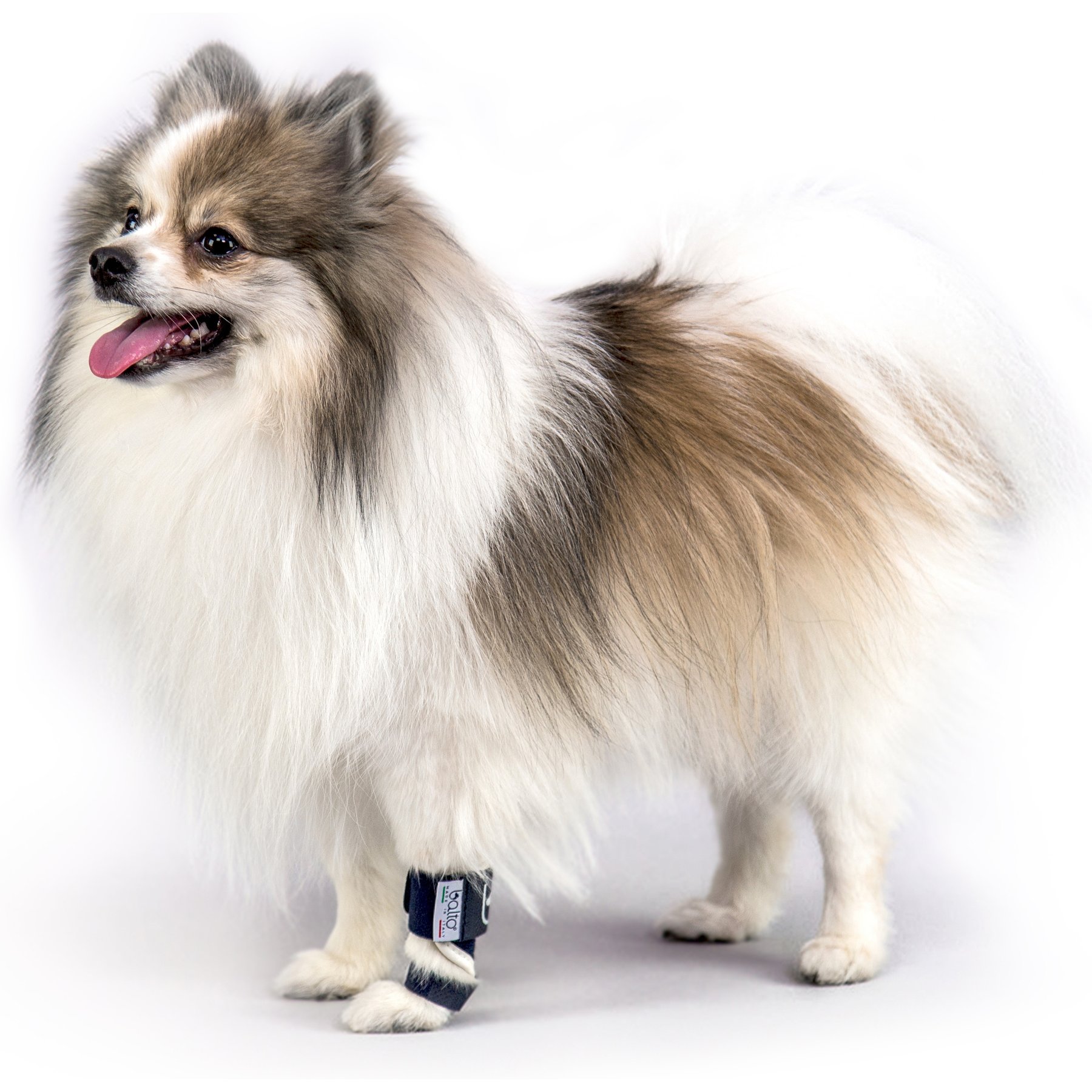 Balto Carpal/Tarsal Dog Laxity Splint, Small